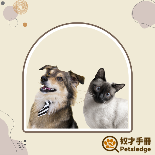 寵物服務介紹：認識寵物美容和護理